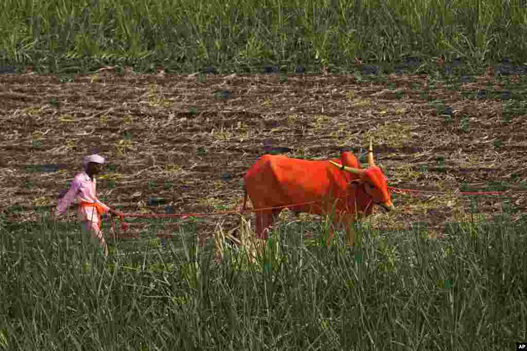 A devotee returns with his brightly colored bullock after participating in the Bagad Rath Yatra festival at Surur village in the Satara district of Maharashtra, India, April 12, 2023.