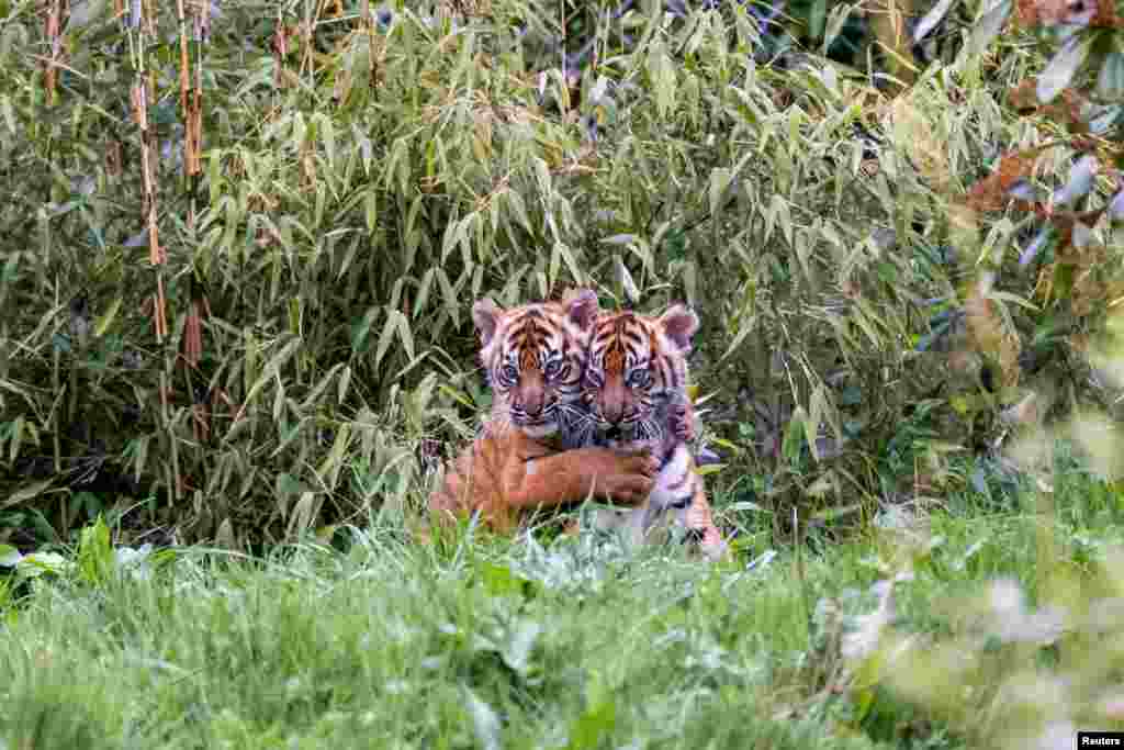 Two critically endangered female Sumatran tiger cubs, Alif and Raya, are pictured as they emerge from their den for the very first time, at Chester Zoo, Cheshire, Britain in this recent handout image obtained by Reuters on April 4, 2023. (Chester Zoo/Handout via Reuters)