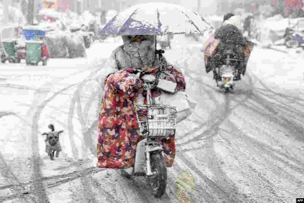 A woman rides her scooter as a dog chases her during heavy snowfall in Huai'an, in eastern China's Jiangsu province.