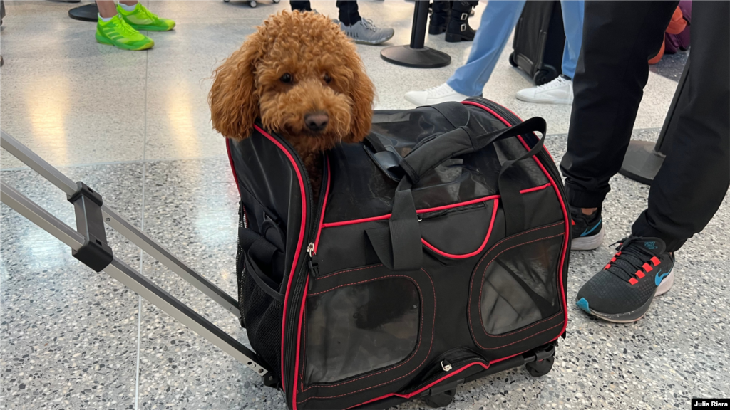 Desde tempranas horas, adultos, niños y hasta mascotas han llegado hasta la terminal aérea para viajar a diferentes destinos del país. Lugares cálidos, históricos o temáticos, están entre los favoritos.