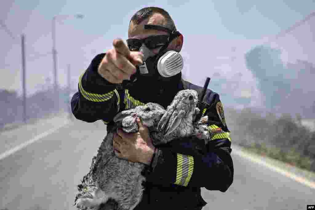 A fireman rescues a cat and two rabbits from a fire between the villages of Kiotari and Gennadi, on the Greek island of Rhodes. Tens of thousands of people have already fled blazes on the island of Rhodes, with many frightened tourists scrambling to get home on evacuation flights. 