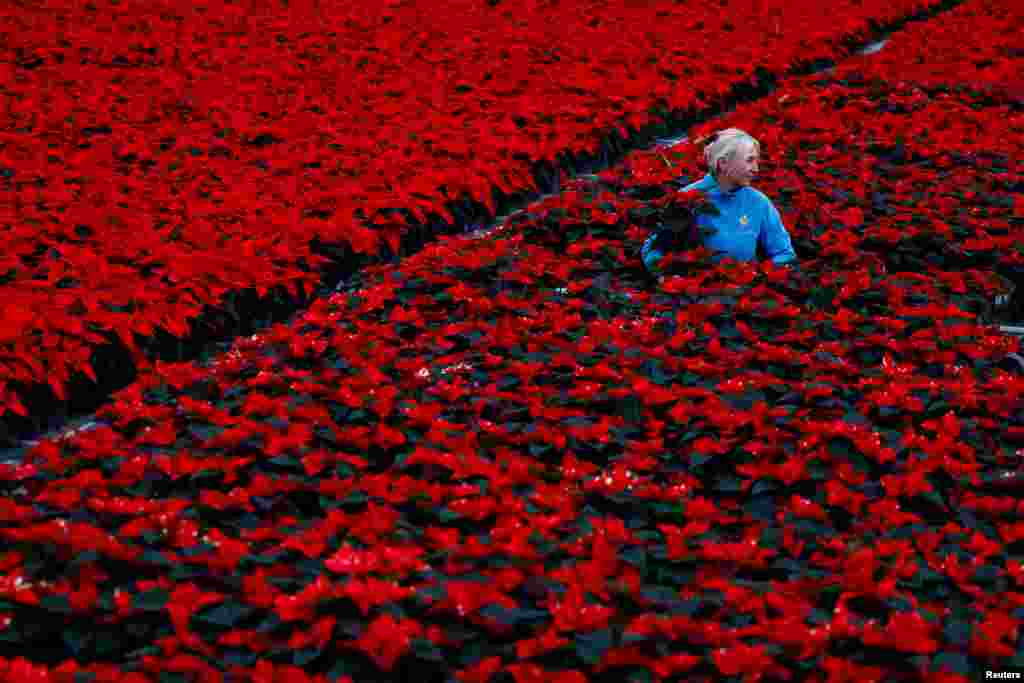 Nursery operative Davie Akopianiene sleeves some of the eight acres of Poinsettia, the traditional Christmas red flowers, that have been grown for six months before selling wholesale, at Uniplumo Wyestown nursery in Dublin, Ireland, Nov. 29, 2023. 