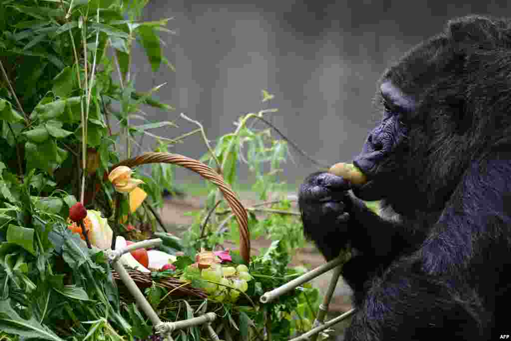 Fatou, known to be the world's oldest female gorilla, feeds on a kiwi she picked out of a basket that she was given in her outdoor enclosure one day ahead of her 67th birthday at the Berlin Zoological Gardens, Berlin, Germany.