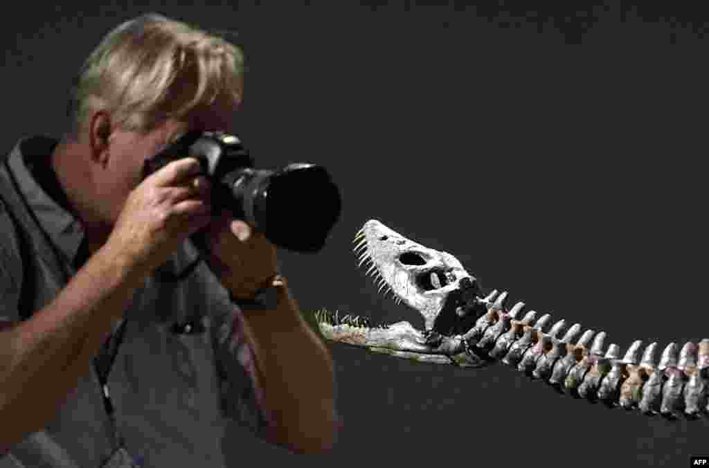 A photographer takes a photo of "Nessie," a mounted skeleton of a lower Jurassic Plesiosaur Cryptoclidus (approximately 190 million years old), July 10, 2023, during Sotheby's Natural History auction preview in New York. 