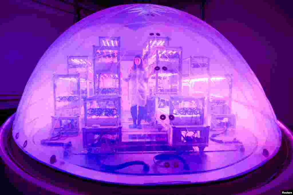 Interstellar Lab founder and CEO Barbara Belvisi poses inside a BioPod module, a high-tech greenhouse controlled by artificial intelligence designed to grow plants and develop agriculture, to fight against climate change and in preparation for future life on Mars, at Interstellar Lab in Ivry-sur-Seine near Paris, France, Nov. 27, 2023. 