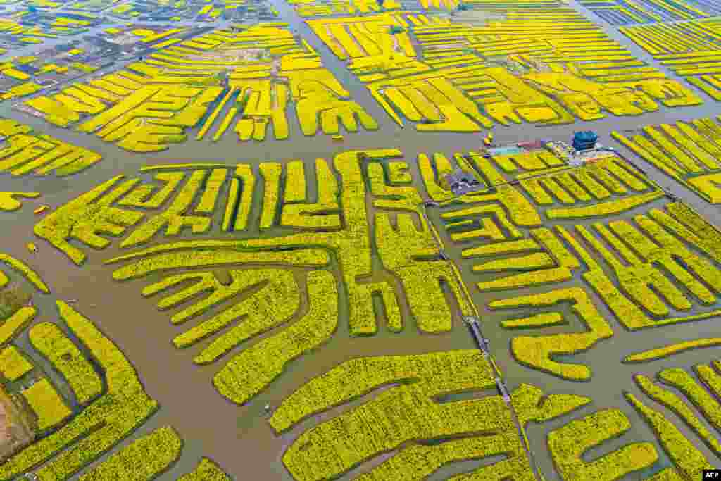 An aerial view shows people visiting a rapeseed garden in Xinghua, in eastern China's Jiangsu province.
