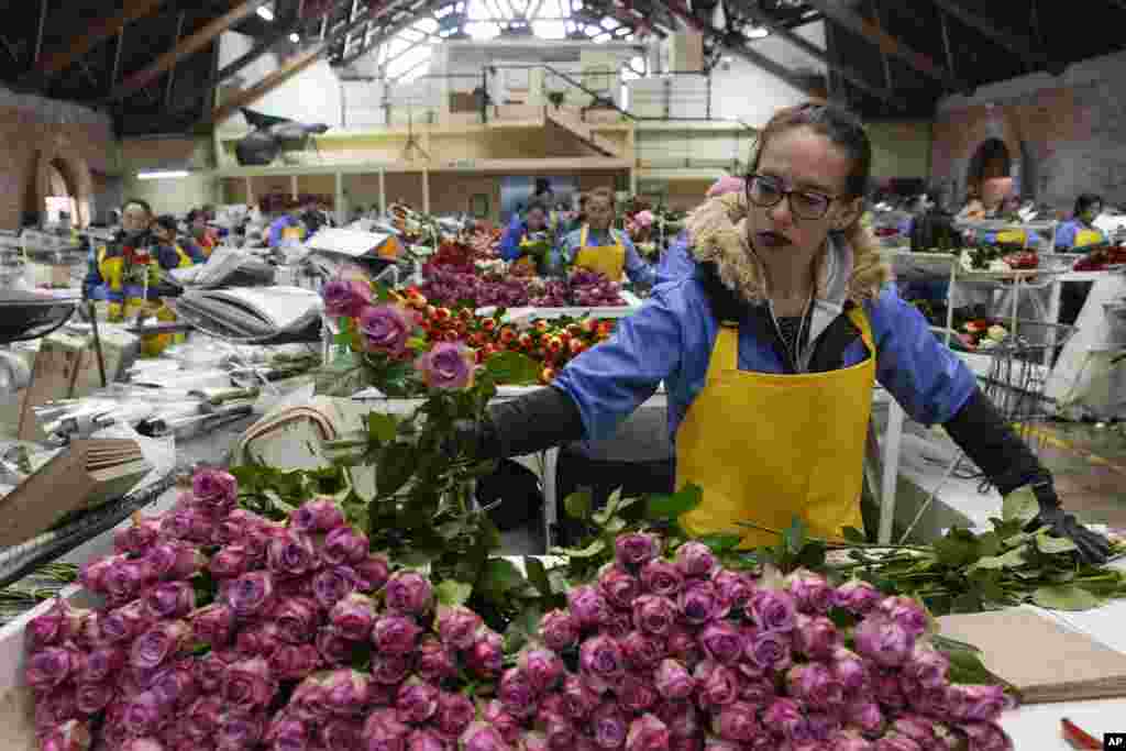 Workers pack roses to be shipped to the U.S. ahead of Valentine's Day at the Mongibello flower company in Chia, north of Bogota, Colombia.