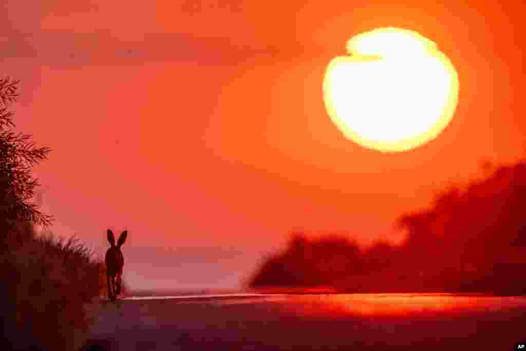 A hare runs on a small road as the sun rises in Frankfurt, Germany.