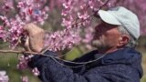 Perubahan Iklim Ancam Petani dan Industri Buah di AS