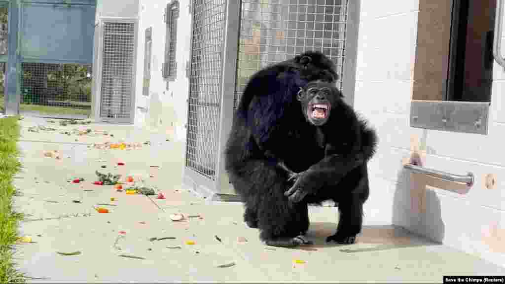 Vanilla the chimpanzee, caged for entire life, reacts after seeing the sky for the first time, at Save the Chimps sanctuary, in Fort Pierce, Florida, in this screengrab obtained from a social media video released.