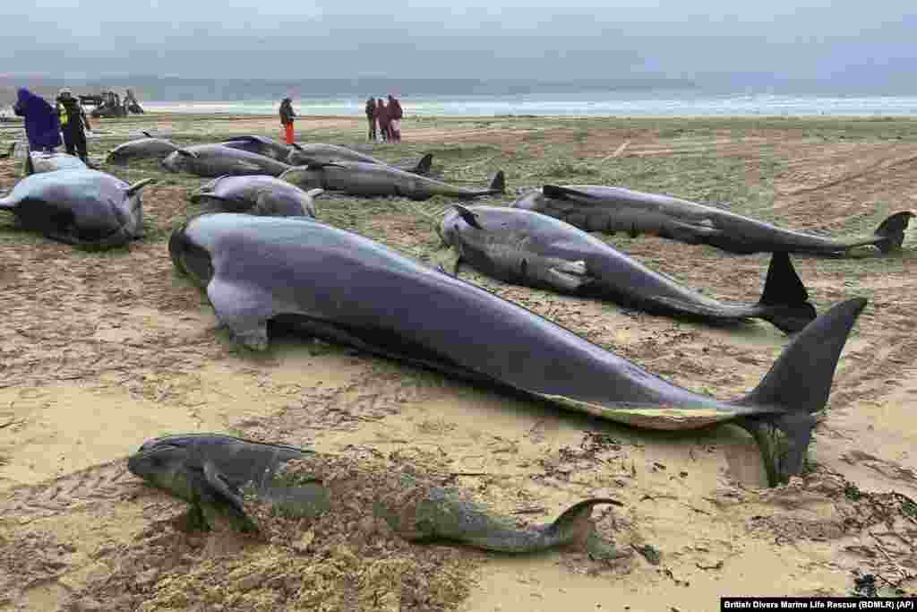 This handout photo issued by British Divers Marine Life Rescue (BDMLR) shows pilot whales in North Tolsta, on the Isle of Lewis, Scotland, July 16, 2023. A pod of 55 pilot whales have died after they were found washed ashore on a beach in Scotland in the worst mass whale stranding in the area, marine experts said. 