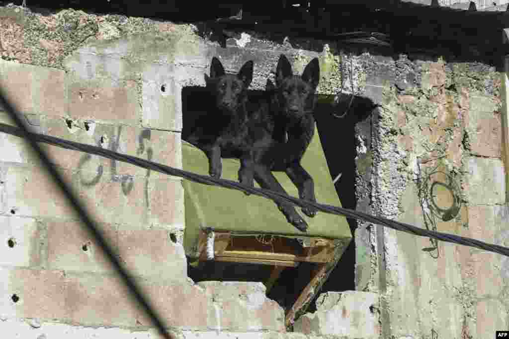 Two dogs sit in the window of a bullet-riddled house in the Jenin refugee camp in the occupied West Bank.
