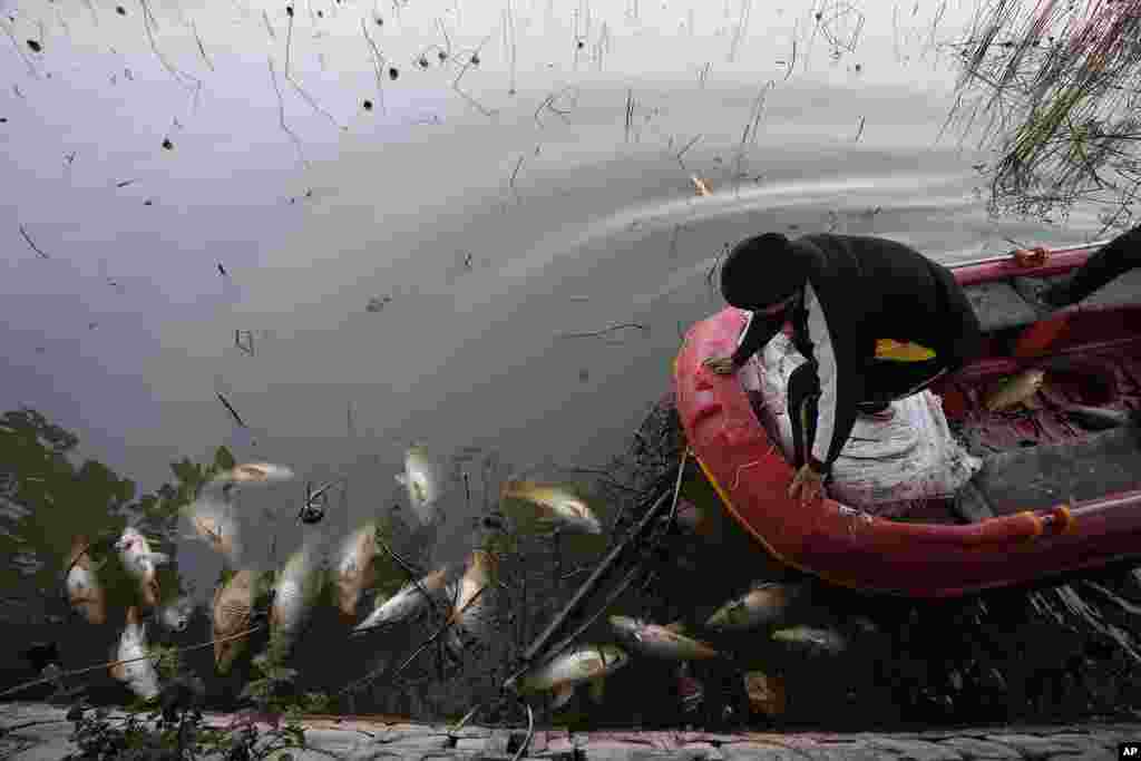 A wildlife worker removes dead fish from the Mansar lake, situated about 50km (31 miles) east of Jammu, India. According to a local wildlife official, an estimated 2,000 dead fish have been discovered in the lake over the last four days, likely caused by fish swallowing hailstones.