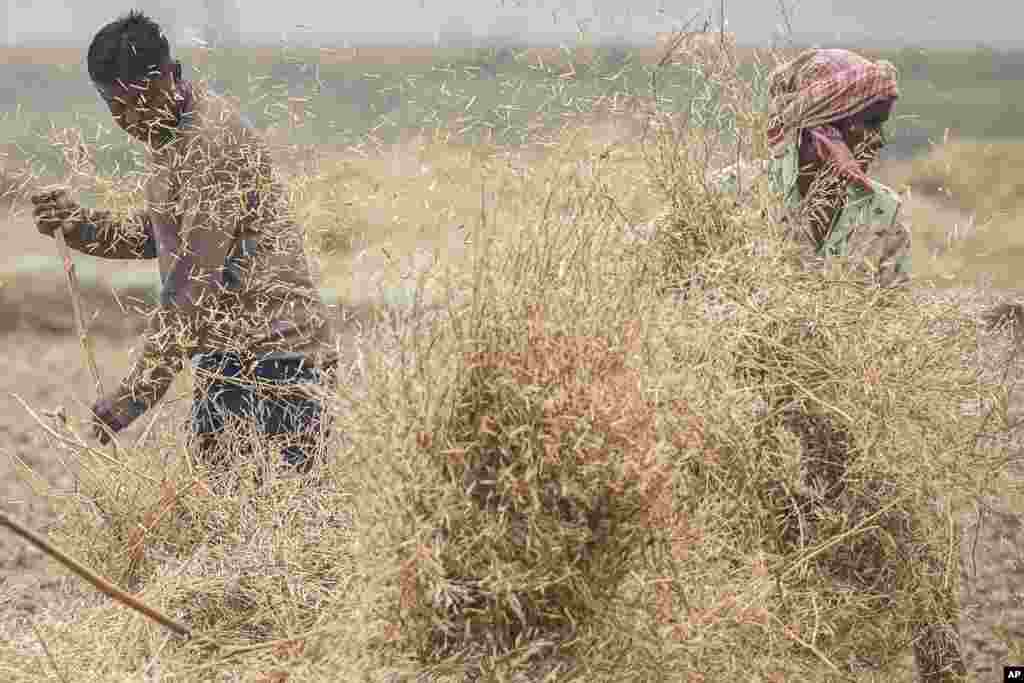 A woman and a man thresh harvested mustard on the outskirts of Guwahati, India.