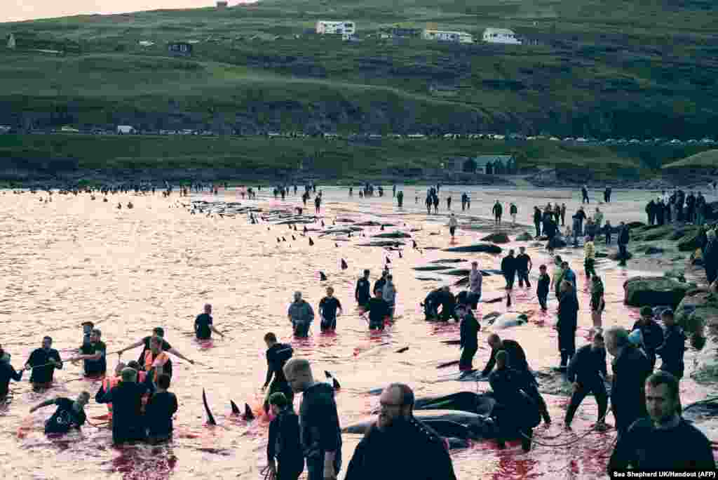 This handout picture released by Environmental NGO Sea Shepherd UK shows people hunting dolphins in Leynar, Denmark, June 14, 2023. The Faroe Islands has killed more than 500 dolphins since its controversial hunt resumed in May, local authorities in Denmark's autonomous territory in the north Atlantic said. 