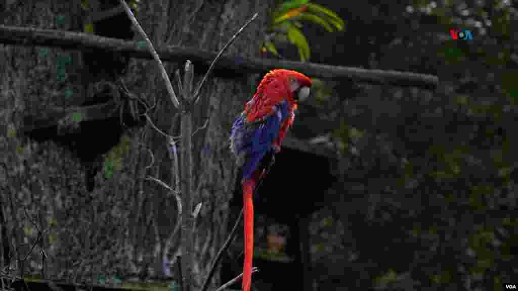 La guacamaya roja es una de las especies más traficadas a nivel mundial, y es endémica del centro y sur de América.