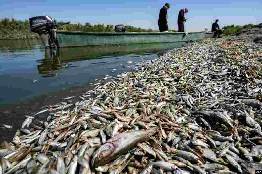 Fishermen inspect thousands of dead fish floating by the bank of the Amshan river in Iraq's southeastern Maysan governorate.