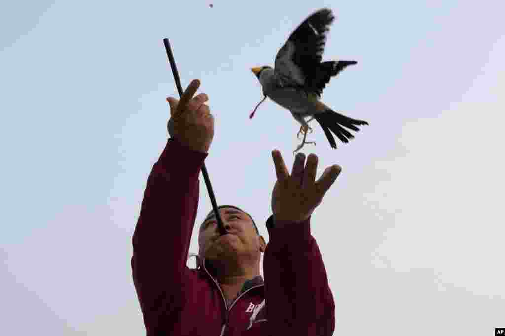 Xie Yufeng, a 39-year-old cook, throws a bird up as he shoots a bead through a tube for it to catch in mid-air, practicing a tradition that dates back to the Qing Dynasty, outside a stadium in Beijing, China, March 26, 2024.