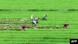 ພາບຖ່າຍທາງອາກາດນີ້ ຖ່າຍເມື່ອວັນທີ 27 ມິຖຸນາ 2023, ສະແດງໃຫ້ເຫັນບັນດາຊາວກະສິກອນ ກໍາລັງເຮັດວຽກຢູ່ໃນທົ່ງນາເມືອງຮາຍອັນ, ແຂວງຈຽງຊູ ທາງພາກຕສເວັນອອກຂອງຈີນ.
