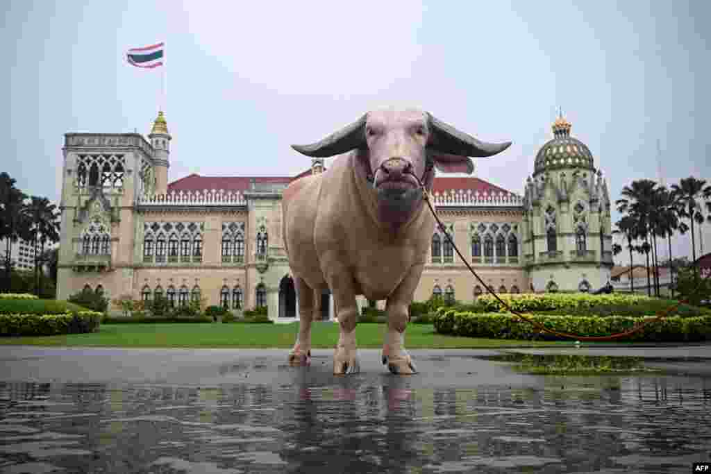 Ko Muang Phet, a white buffalo who was sold for 18 million baht, is seen outside the Government House in Bangkok after a meeting between prime minister Srettha Thavisin and members of the Thai Buffalo Breeding Development Association, March 20, 2024.