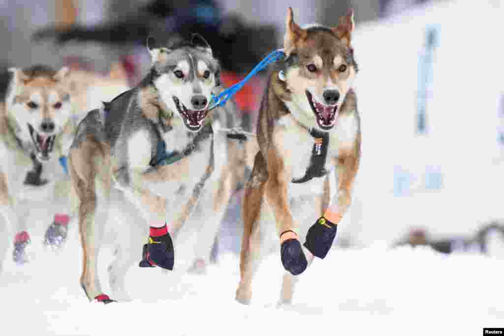 Wally Robinson’s dog team during the official restart of the 52nd Iditarod Trail Sled Dog Race in Willow, Alaska.