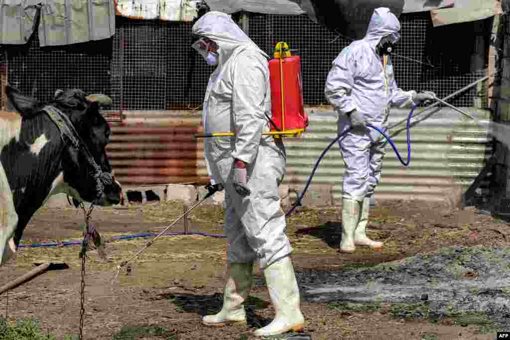 A medical team from Iraq's Health Ministry veterinarian department carries on a disinfection campaign on cows as a precaution against the spread of Congo haemorrhagic fever, at a farm in the southwestern Baghdad suburb of al-Bouaitha. At least 13 people have died in Iraq since the start of the year from a viral tick-borne disease transmitted to humans from livestock, the health ministry said. 