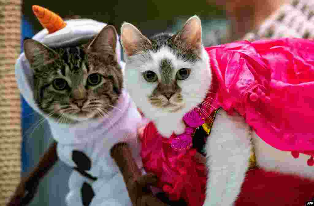 Cats dressed as characters from the film Frozen wait to be judged during the costume contest at the New England Meow Outfits 10th Annual Allbreed and Household Pet Cat Show in Natick, Massachusetts, Aug. 27, 2023.