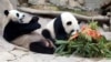 Panda diplomatija: Odlazak voljenih pandi iz Vašingtona možda znak šireg kineskog povlačenja