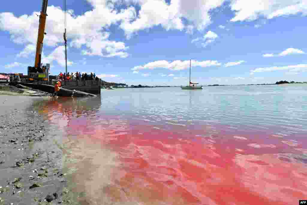 Blood is seen in the water as rescuers retrieve the carcass of a stranded fin whale in Christchurch, New Zealand.