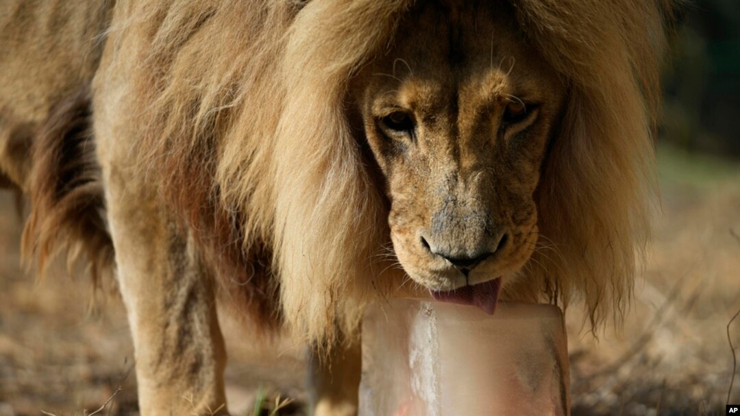 Tiembe, 15-godišnji lav iz Angole, liže zamrznuti doručak - crveno meso i kosku, u atinskom zoološkom vrtu (FOTO: AP Photo/Thanassis Stavrakis)