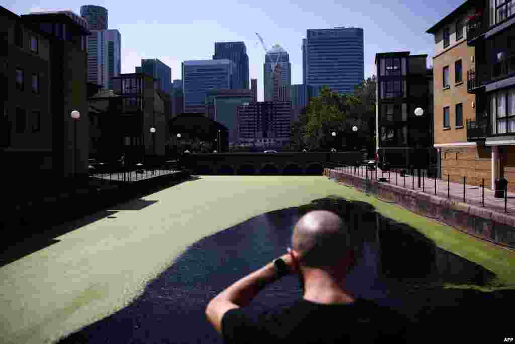 A man looks at the water covered in duckweed, also called lemnoideae, by the river Thames, on the Isle of dogs, facing Canary Wharf district, in London. Hot weather causes explosion of duck weed on London waterways. 