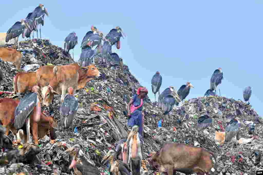 A rag picker searches recyclable materials at a disposal site in Guwahati, India.