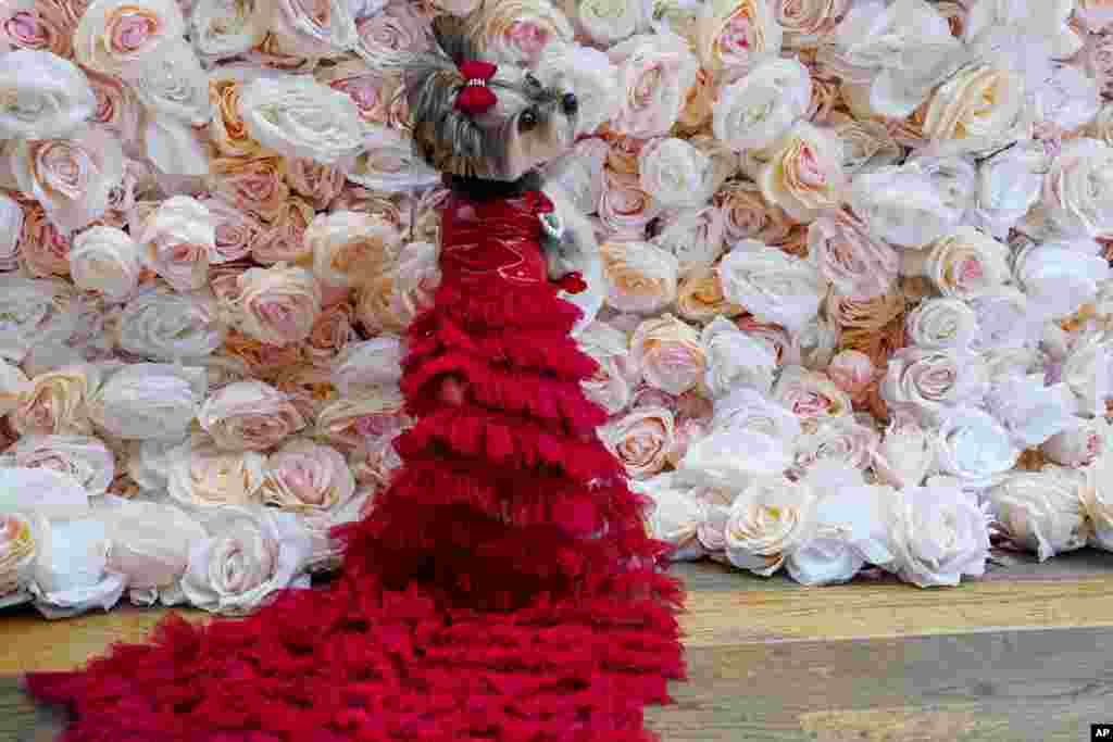 Liv, a Morkie, models a creation by designer Anthony Rubio and inspired by an outfit worn by Salma Hayek, at the Met Gala, May 22, 2023, in New York.