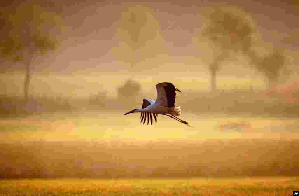 A stork flies over a meadow in the Taunus region in Wehrheim near Frankfurt, Germany.