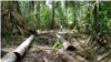 La Amazonía: ¿es posible hacer periodismo ambiental en el amenazado pulmón verde del planeta?