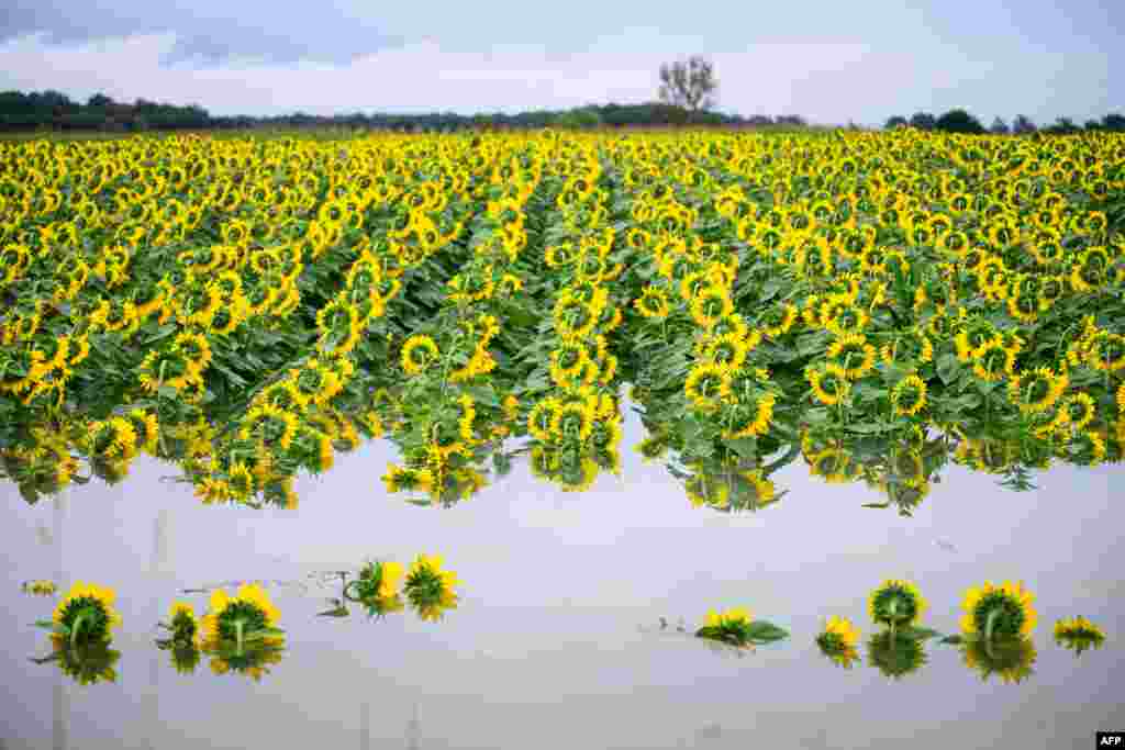 Sunflower fields are seen flooded as the river Krka overflowed near the village of Drama, south-east Slovenia, after torrential rains and severe floods brought havoc to the Alpine country in its worst natural disaster since independence, Aug. 5, 2023.