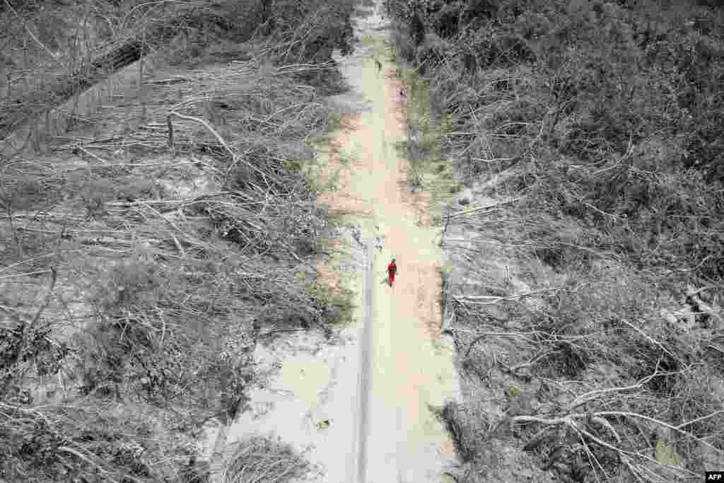 This photo taken by Taiwan's Central News Agency (CNA) shows a person walking past trees that were damaged in Hualien, after a major earthquake hit Taiwan's east.
