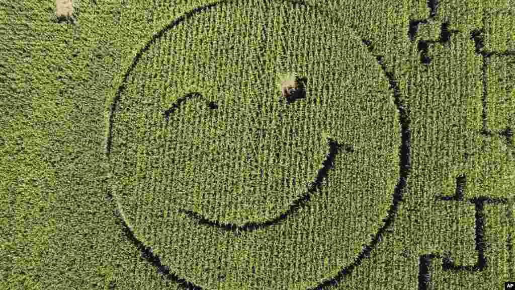A farmer mowed a smiley face into his corn field near Dortmund, Germany.