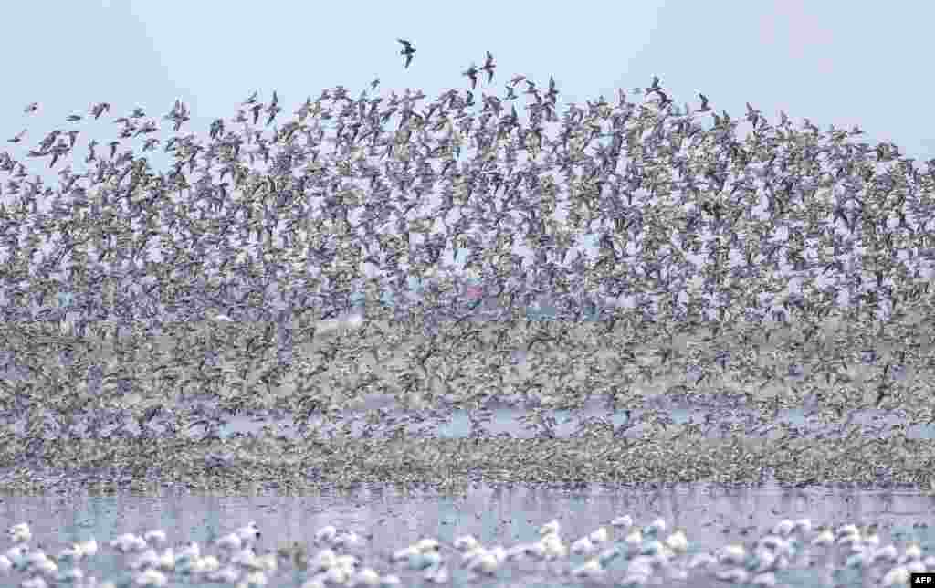 Migratory birds fly over the Yalu River Estuary Wetland in Dandong, in China's northeastern Liaoning province, April 9, 2023.