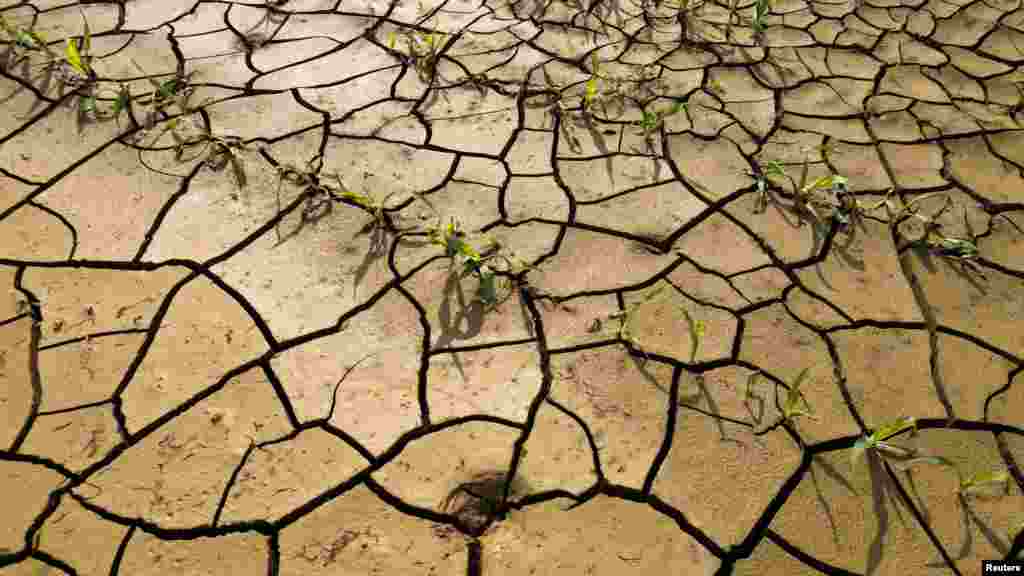 A view of a cornfield in Les-Rues-des-Vignes near Cambrai as the risk of drought continues across France, June 26, 2023.