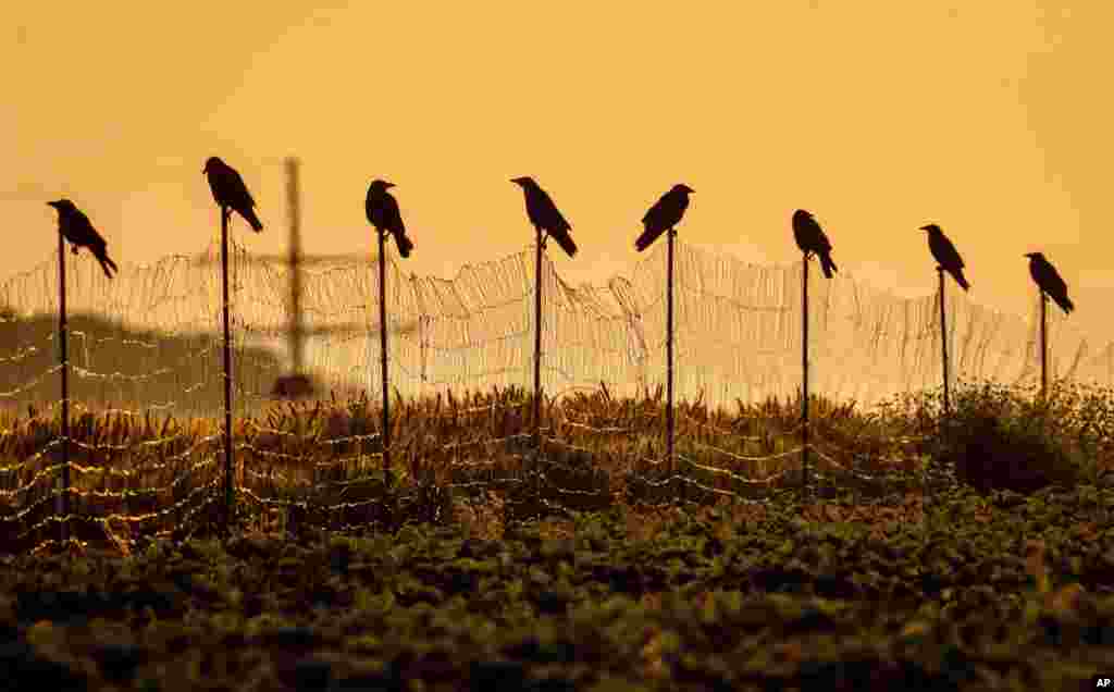 Carrion crows sit on poles around a field on the outskirts of Frankfurt, Germany.