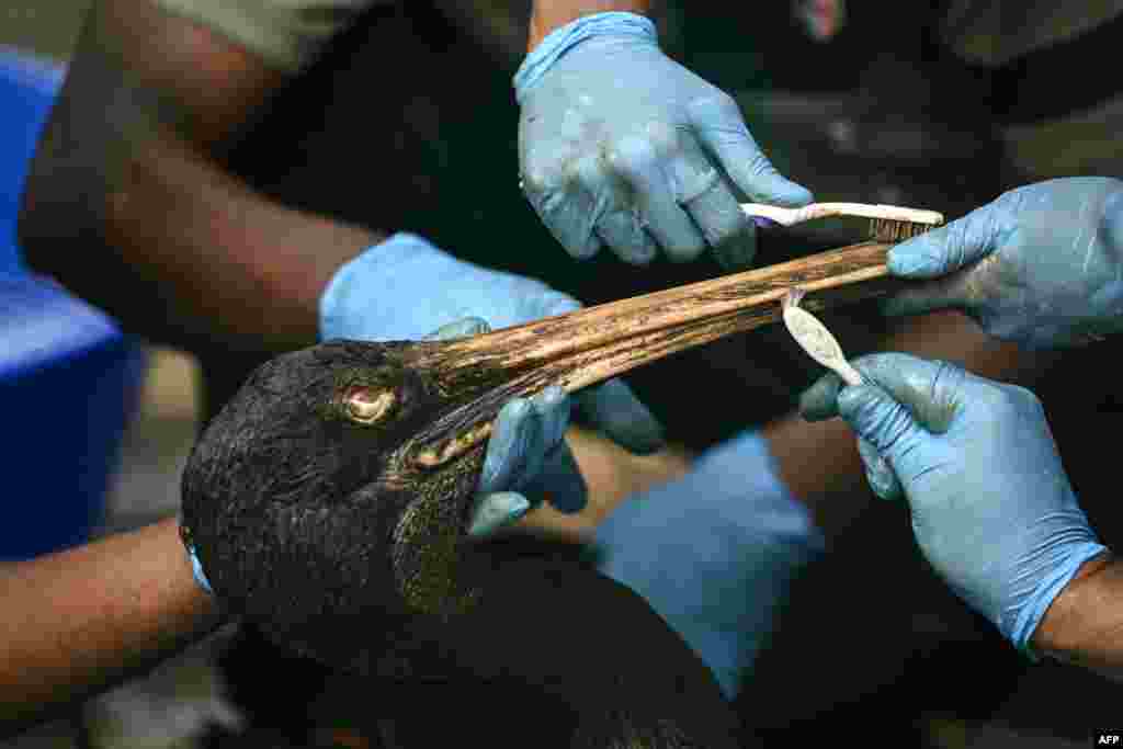 Volunteers bathe a pelican drenched in oil at the Guindy National Park in Chennai after its rescue from a large oil spill at Ennore creek due to Cyclone Michaung.