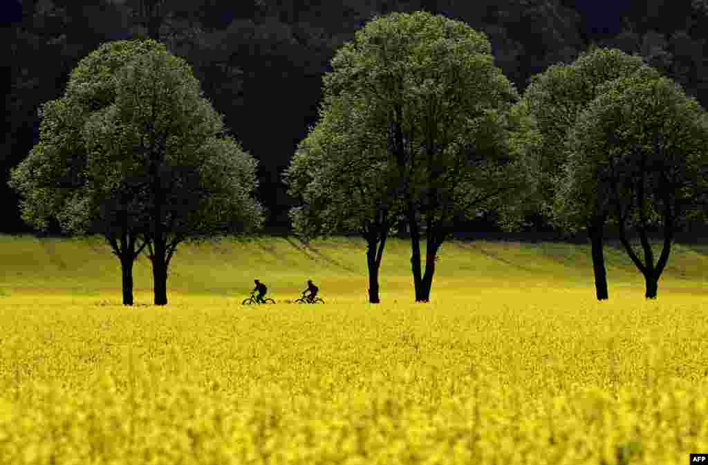 Cyclists ride along a road in fields of blooming rapeseed plants near the small Bavarian village of Schoengeising, Germany. 