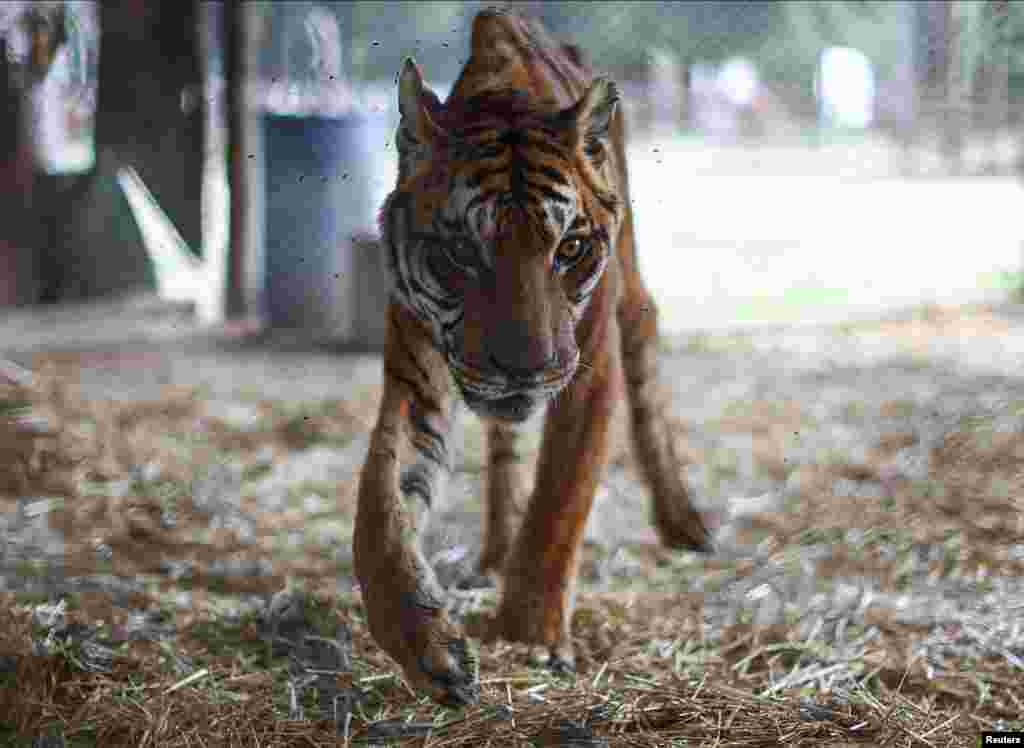 Tiger Miguel, 25, walks at the Lujan Zoo from where felines, including tigers and lions, will be transferred to a wildlife sanctuary in India, in Lujan, on the outskirts of Buenos Aires, Argentina April 8, 2024.