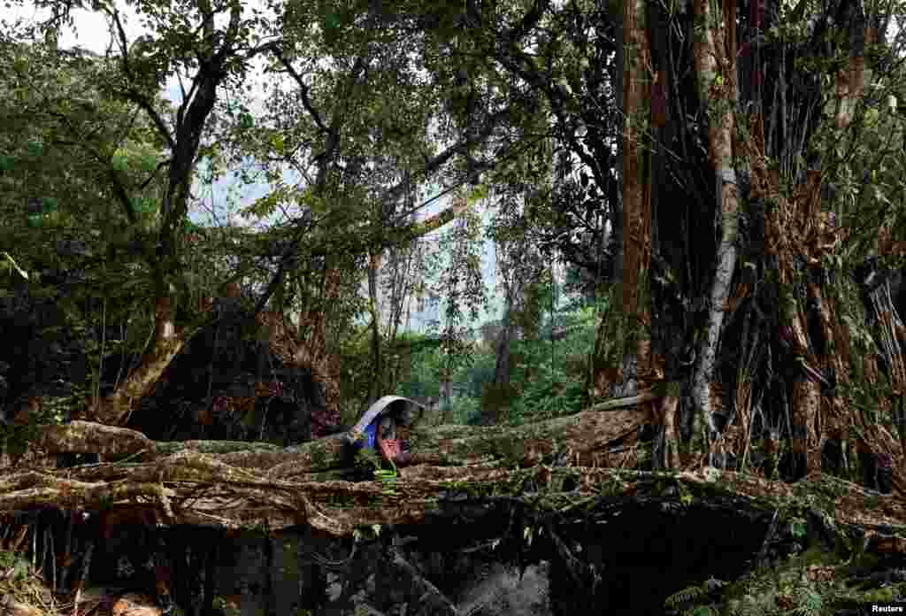 Stanley Mawa, 57, a porter, carries election material as he crosses a root bridge to reach a remote polling station, ahead of the first phase of the election, in Shillong in the northeastern state of Meghalaya, India.