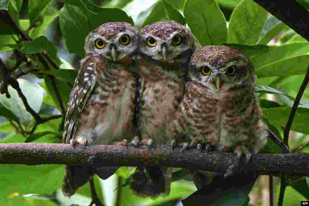 Spotted owlets perch on a tree branch in Kathmandu, Nepal.