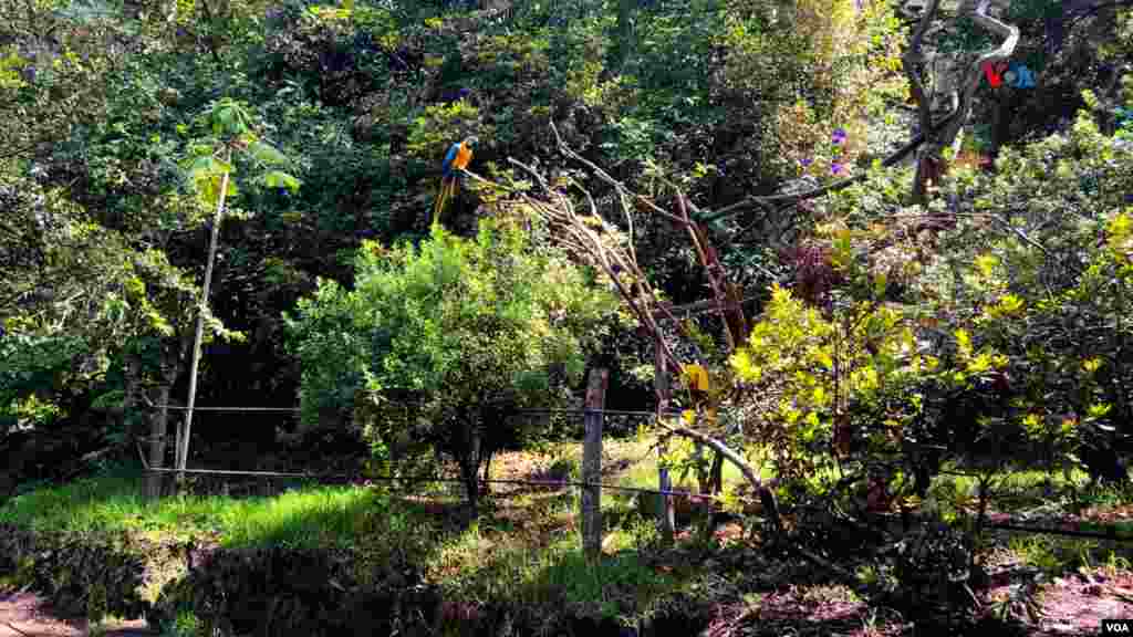 Una especie de guacamaya azul-amarilla (Ara ararauna). Es de las especies más traficadas por su belleza.