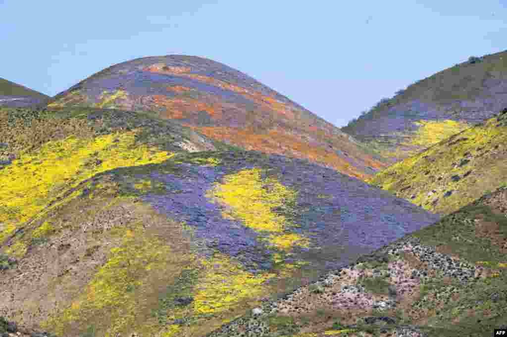 Orange, yellow and purple wildflowers paint the hills of the Tremblor Range at Carrizo Plain National Monument near Santa Margarita, California.