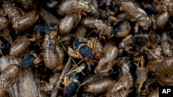 Cigarras vivas, repletas de exoesqueletos en el Morton Arboretum, el viernes 24 de mayo de 2024, en Lisle, Illinois.