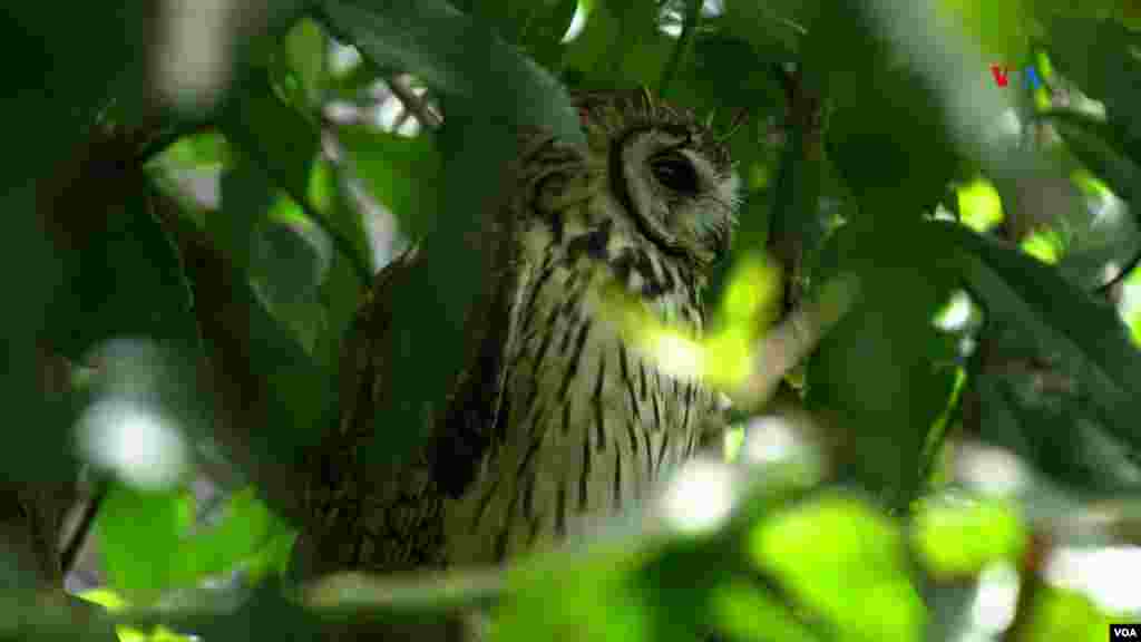 Búho (Megascops albogularis). Es un ave nocturna. Llegó al Bioparque luego de que se cayera de su nido cuando era un pichón y después de que no se pudiera introducir a su hábitat natural al fracturarse una de sus alas. 